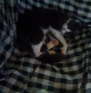 Meet your Posher, Cathy craig